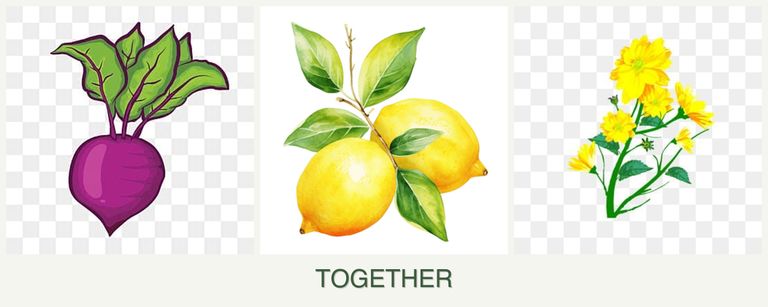 Can you plant beets, lemons and calendula together?