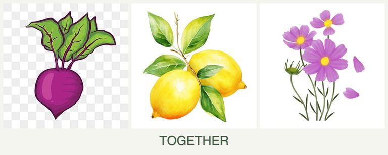 Can you plant beets, lemons and cosmos together?