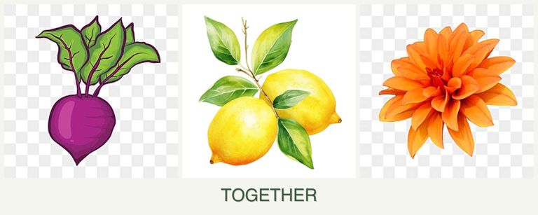 Can you plant beets, lemons and dahlias together?