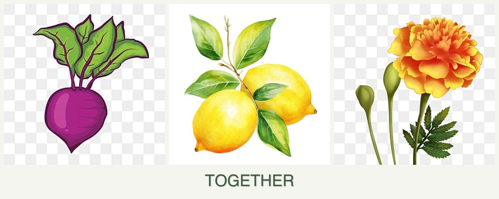 Can you plant beets, lemons and marigolds together?