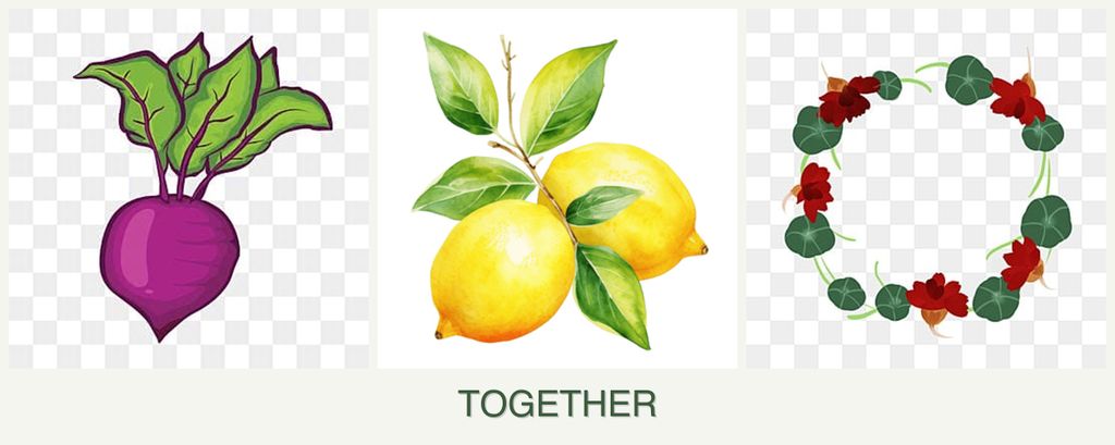 Can you plant beets, lemons and nasturtiums together?