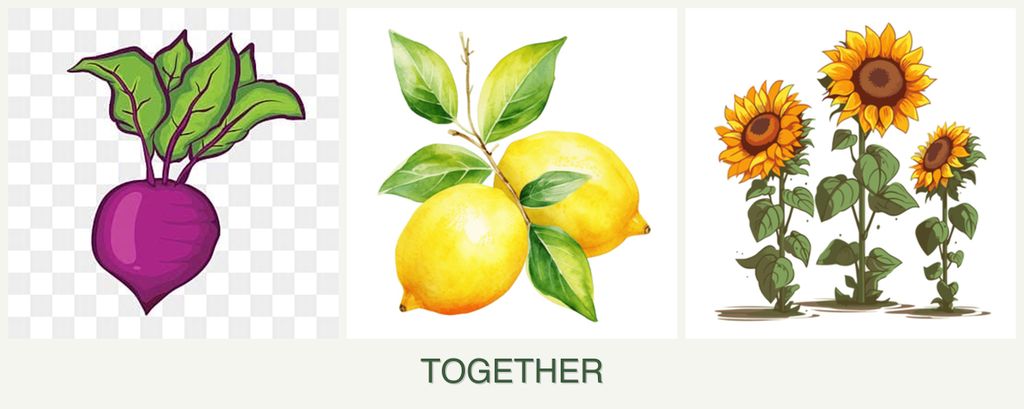 Can you plant beets, lemons and sunflowers together?