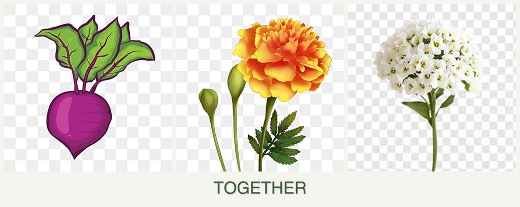 Can you plant beets, marigolds and alyssum together?