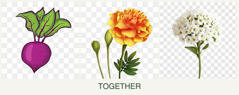 Can you plant beets, marigolds and alyssum together?