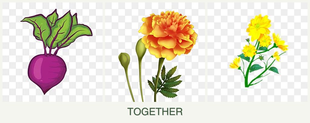 Can you plant beets, marigolds and calendula together?