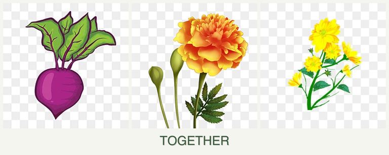 Can you plant beets, marigolds and calendula together?