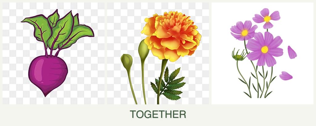 Can you plant beets, marigolds and cosmos together?