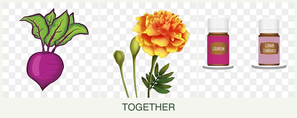 Can you plant beets, marigolds and geraniums together?