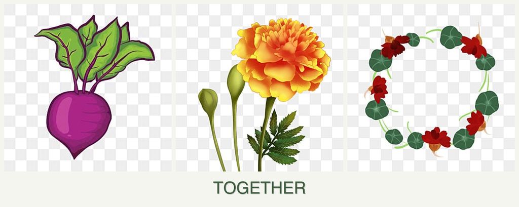 Can you plant beets, marigolds and nasturtiums together?