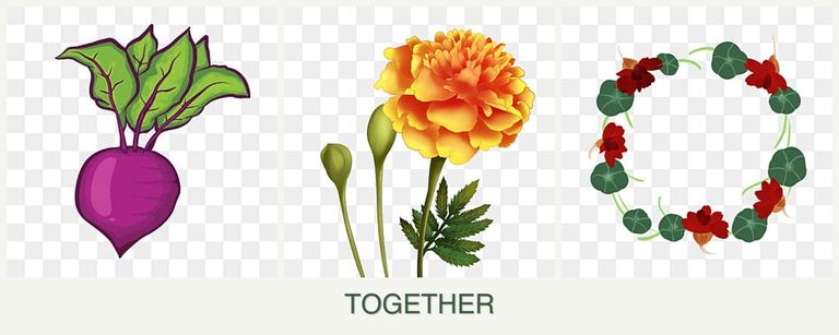 Can you plant beets, marigolds and nasturtiums together?