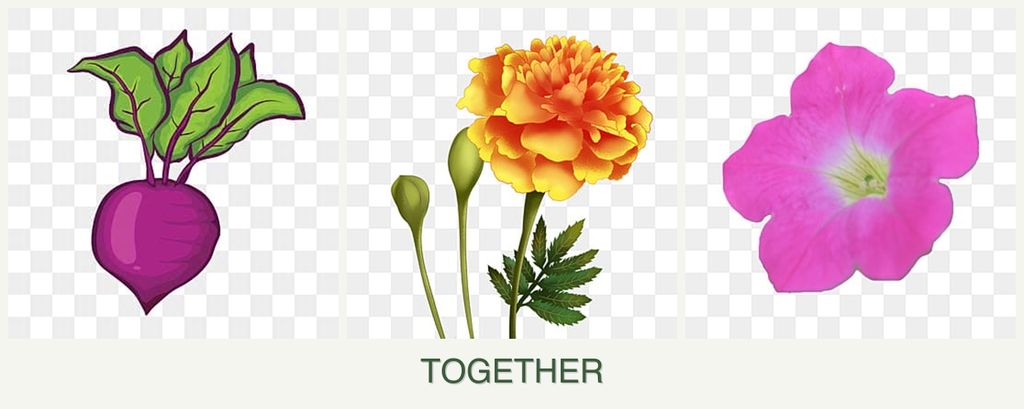 Can you plant beets, marigolds and petunias together?