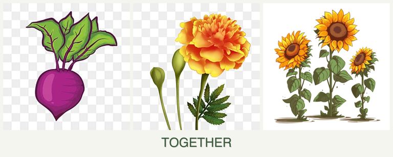 Can you plant beets, marigolds and sunflowers together?