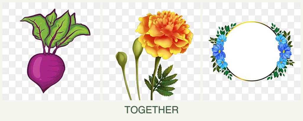Can you plant beets, marigolds and zinnias together?