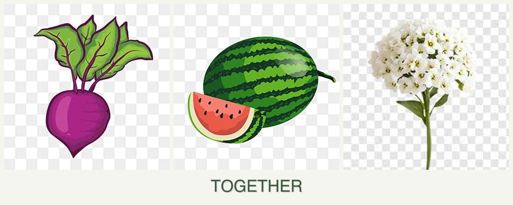 Can you plant beets, melons and alyssum together?