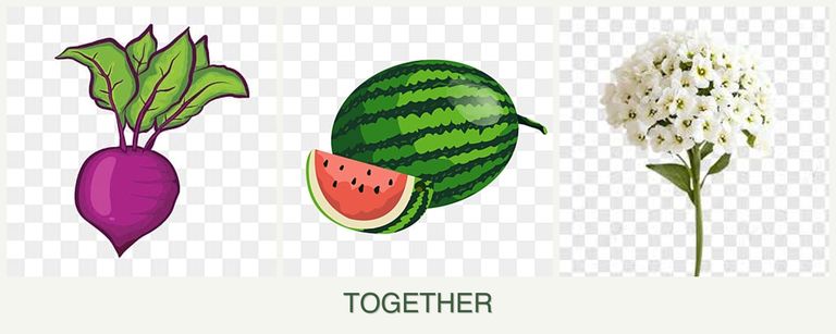 Can you plant beets, melons and alyssum together?