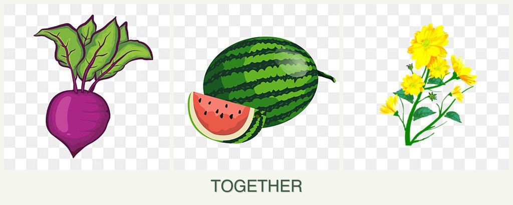 Can you plant beets, melons and calendula together?
