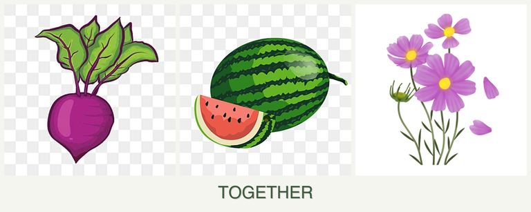 Can you plant beets, melons and cosmos together?
