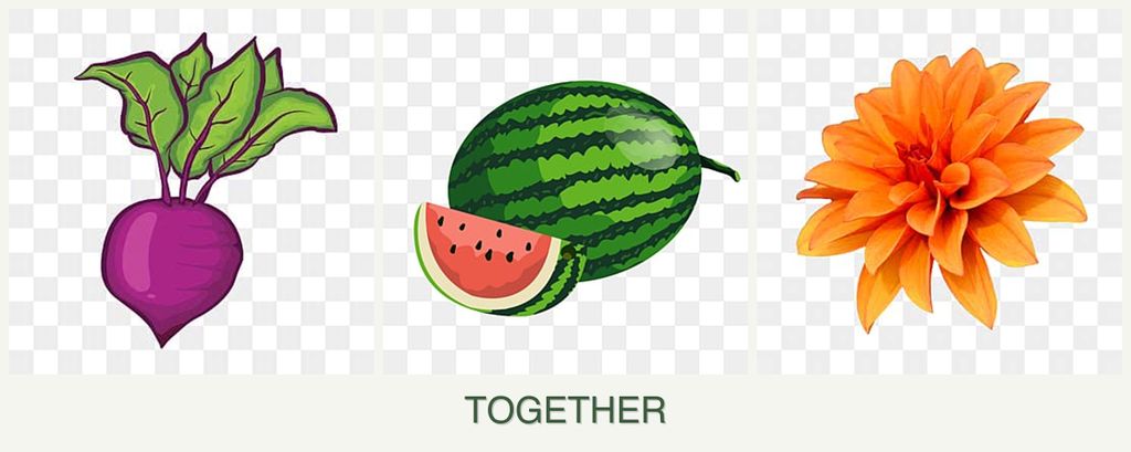 Can you plant beets, melons and dahlias together?