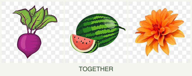 Can you plant beets, melons and dahlias together?