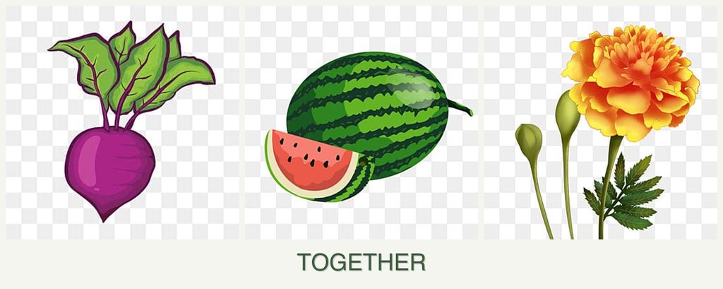 Can you plant beets, melons and marigolds together?