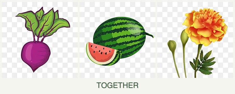 Can you plant beets, melons and marigolds together?