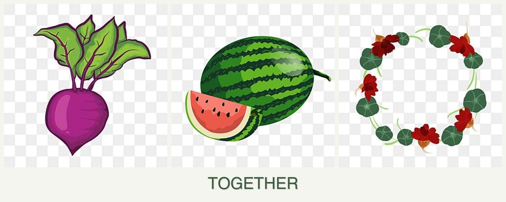Can you plant beets, melons and nasturtiums together?