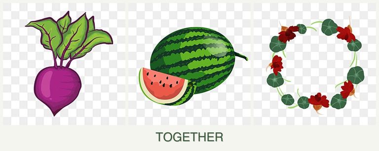 Can you plant beets, melons and nasturtiums together?