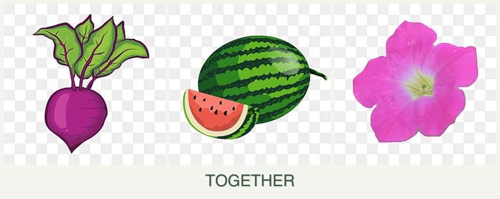 Can you plant beets, melons and petunias together?
