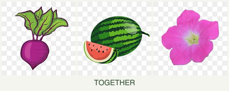 Can you plant beets, melons and petunias together?