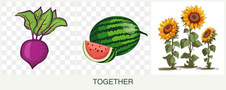 Can you plant beets, melons and sunflowers together?