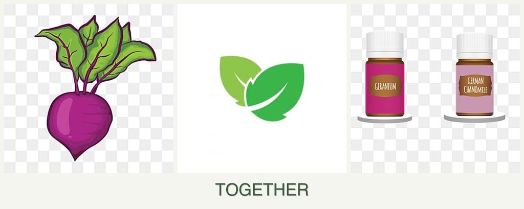 Can you plant beets, mint and geraniums together?