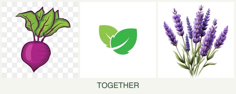 Can you plant beets, mint and lavender together?