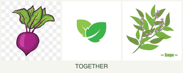 Can you plant beets, mint and sage together?