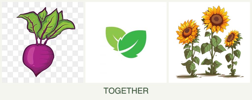 Can you plant beets, mint and sunflowers together?