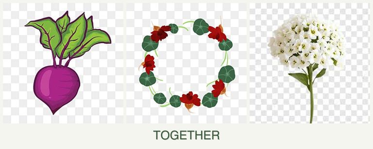 Can you plant beets, nasturtiums and alyssum together?
