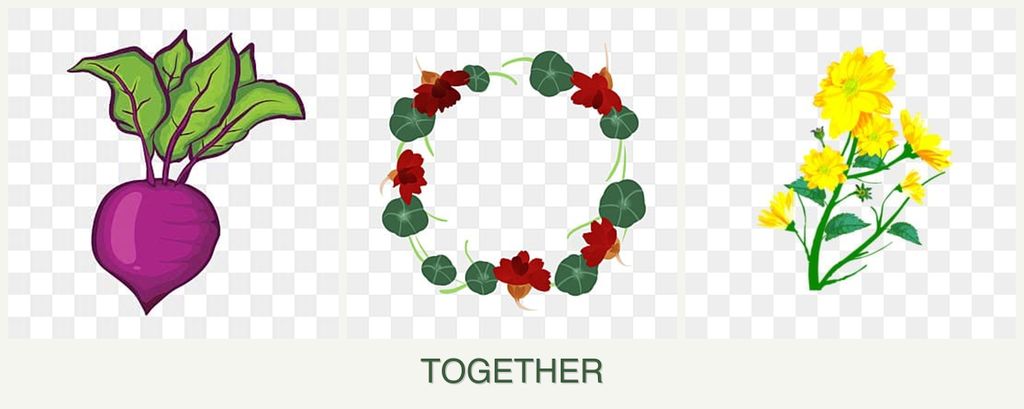 Can you plant beets, nasturtiums and calendula together?