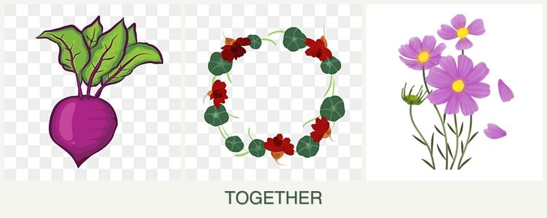 Can you plant beets, nasturtiums and cosmos together?