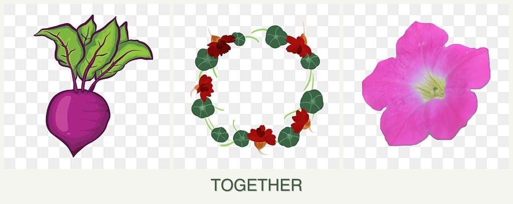 Can you plant beets, nasturtiums and petunias together?