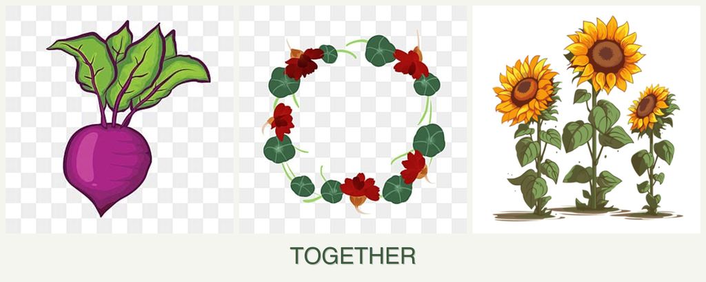 Can you plant beets, nasturtiums and sunflowers together?