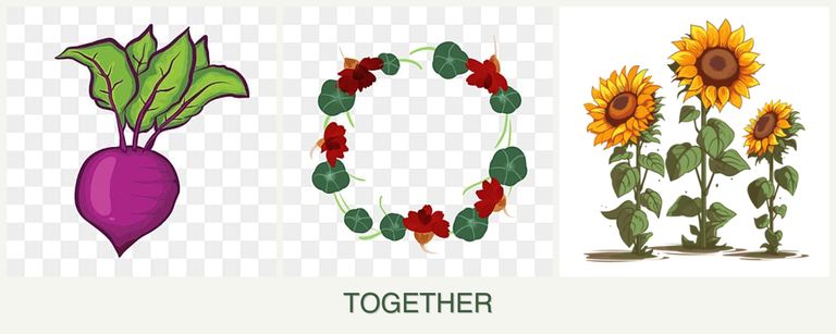 Can you plant beets, nasturtiums and sunflowers together?