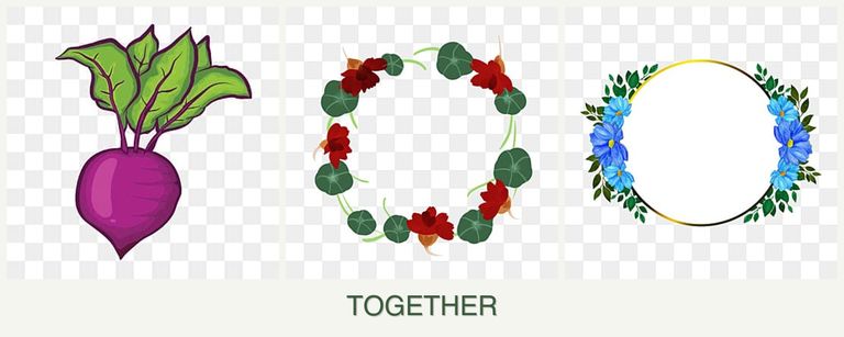 Can you plant beets, nasturtiums and zinnias together?