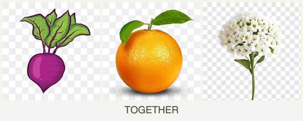 Can you plant beets, oranges and alyssum together?