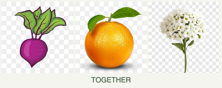 Can you plant beets, oranges and alyssum together?