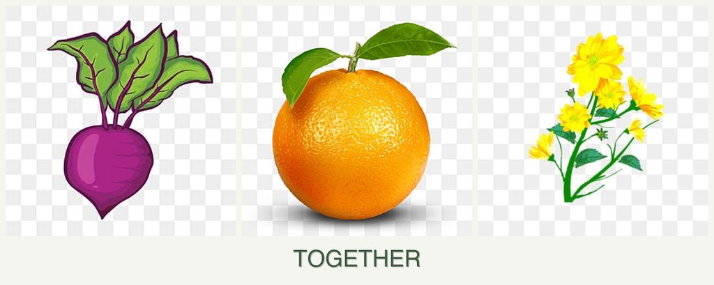 Can you plant beets, oranges and calendula together?