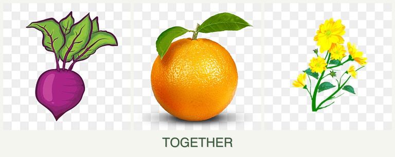 Can you plant beets, oranges and calendula together?