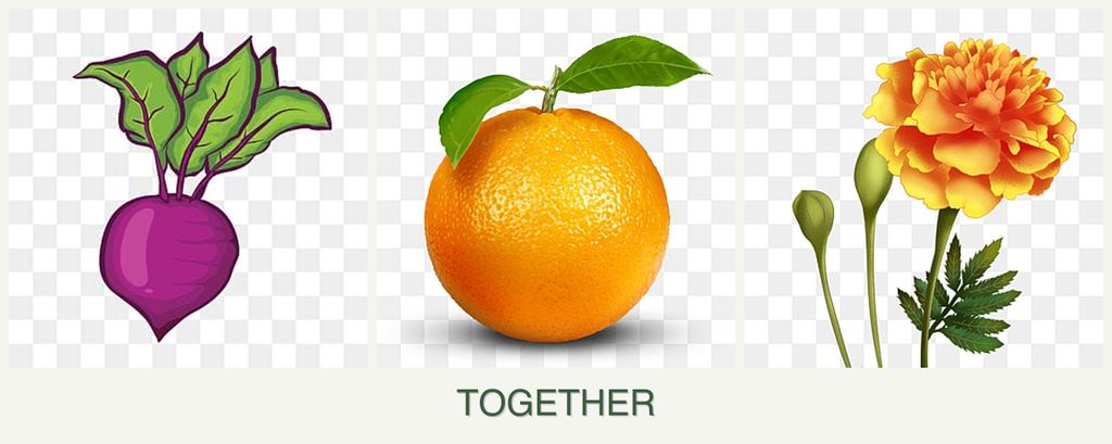 Can you plant beets, oranges and marigolds together?