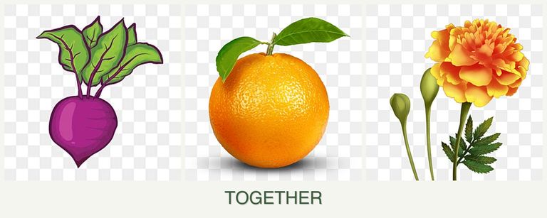 Can you plant beets, oranges and marigolds together?