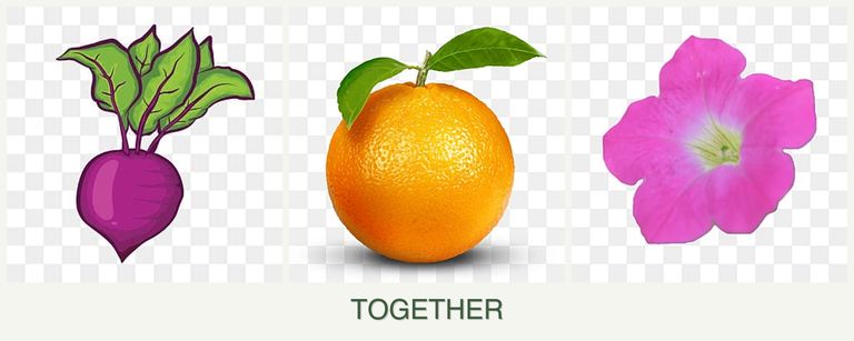 Can you plant beets, oranges and petunias together?