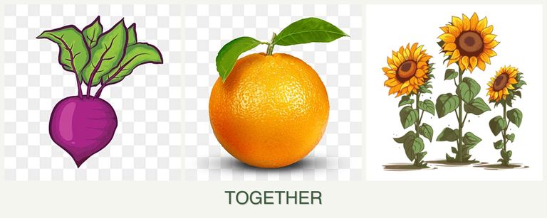 Can you plant beets, oranges and sunflowers together?