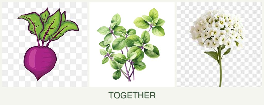 Can you plant beets, oregano and alyssum together?